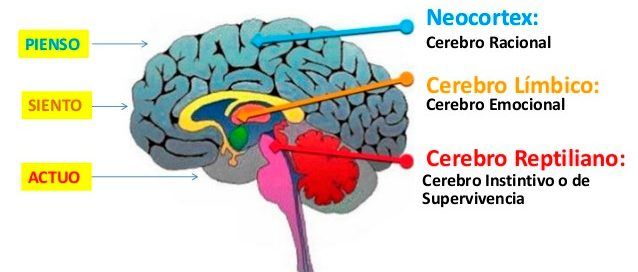 Modelo del cerebro trino: reptiliano, límbico y córtex